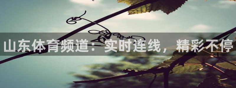 搜球吧直播网：山东体育频道：实时连线，精彩不停